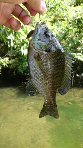 ブルーギルの釣果