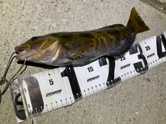 アイナメの釣果
