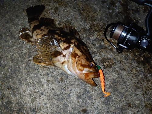 ベッコウゾイの釣果