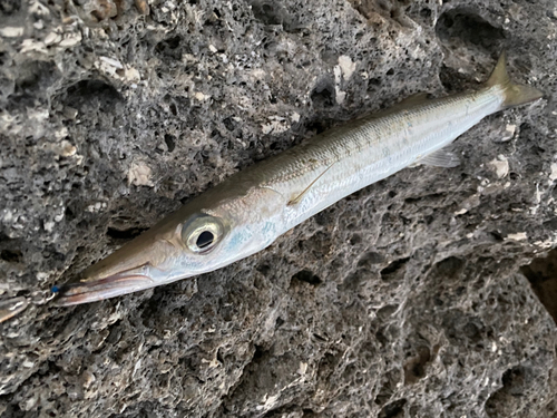 カマスの釣果