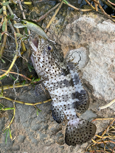 ハタの釣果