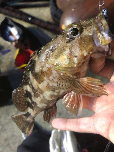 カサゴの釣果