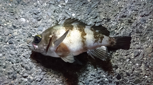 メバルの釣果