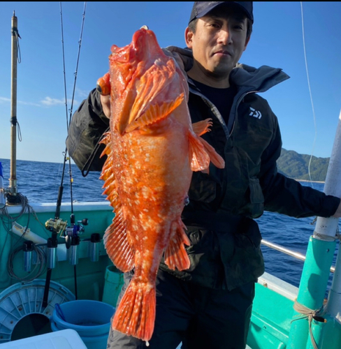 ウッカリカサゴの釣果