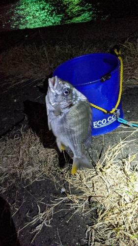 キビレの釣果