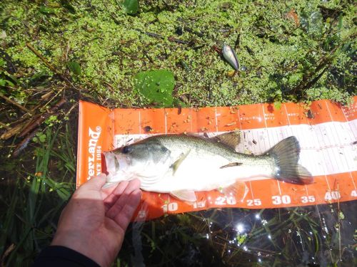 ブラックバスの釣果