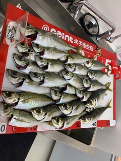 アジの釣果