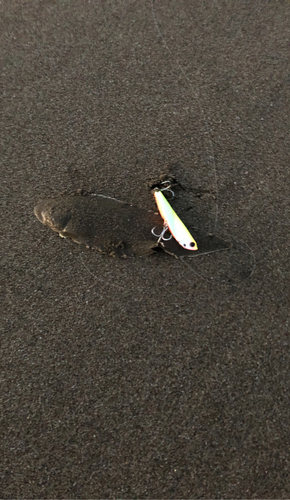 シタビラメの釣果