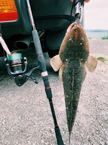 マゴチの釣果