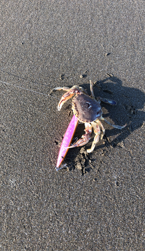 カニの釣果