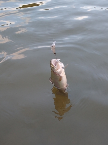 ニジマスの釣果