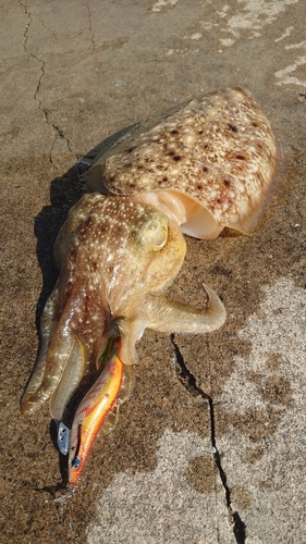 コウイカの釣果