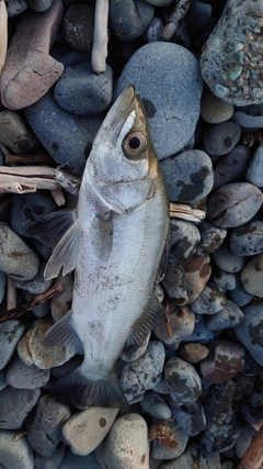 セイゴ（ヒラスズキ）の釣果