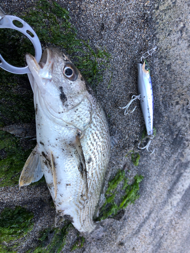 イシモチの釣果