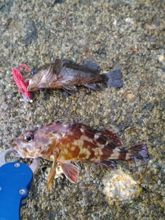 カサゴの釣果