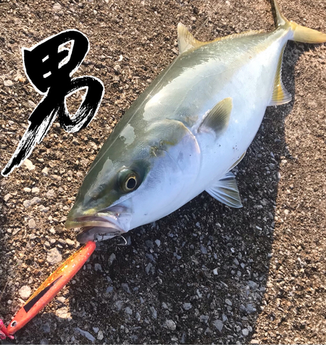 ハマチの釣果