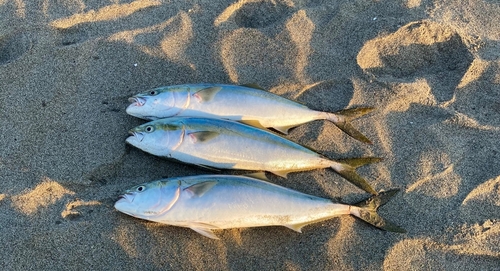 ワラサの釣果