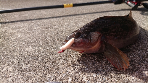 アイナメの釣果