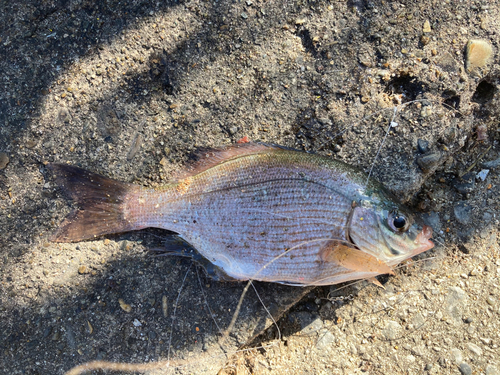 ウミタナゴの釣果