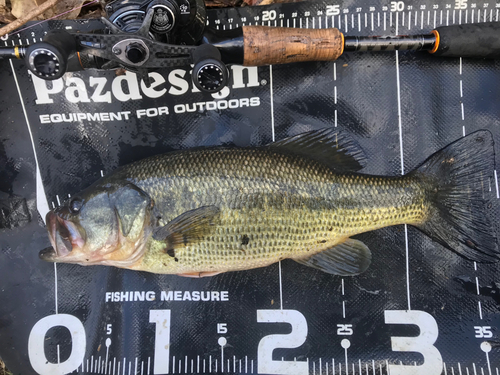 ブラックバスの釣果