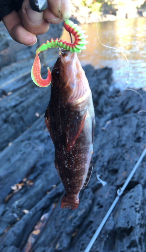 アイナメの釣果