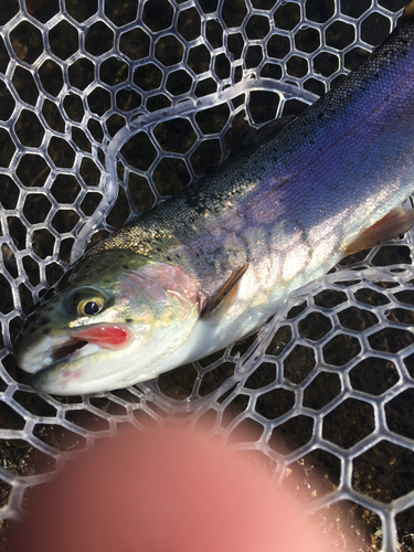 ニジマスの釣果