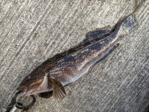 アイナメの釣果