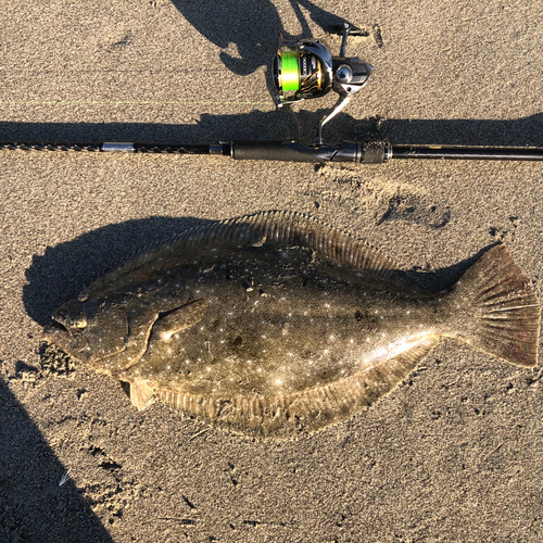 ヒラメの釣果