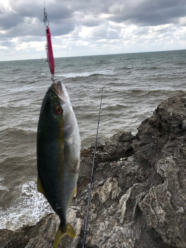 イナダの釣果