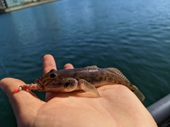 マハゼの釣果