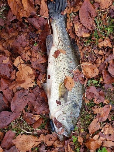 ラージマウスバスの釣果