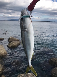 ハマチの釣果