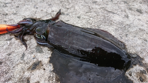 アオリイカの釣果