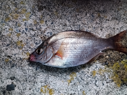 ウミタナゴの釣果