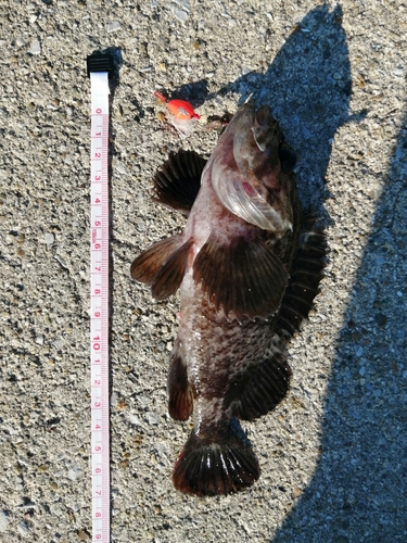 タケノコメバルの釣果