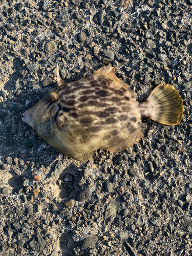 カワハギの釣果