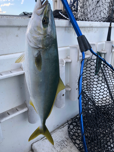 イナダの釣果