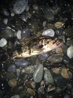 タケノコメバルの釣果