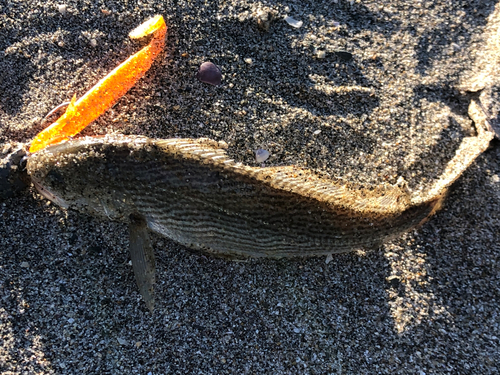 イシモチの釣果