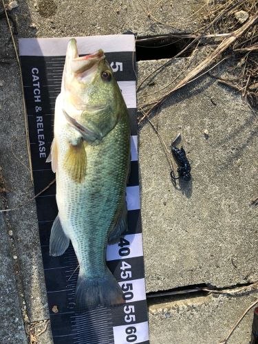 ブラックバスの釣果