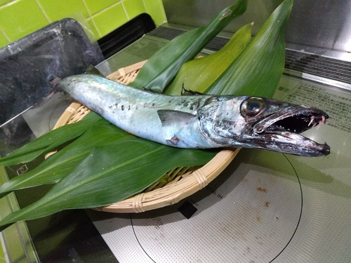 オニカマスの釣果