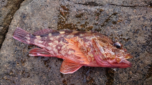 カサゴの釣果