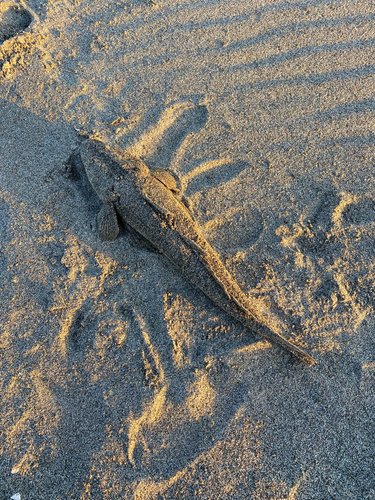 マゴチの釣果