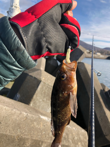 エゾメバルの釣果