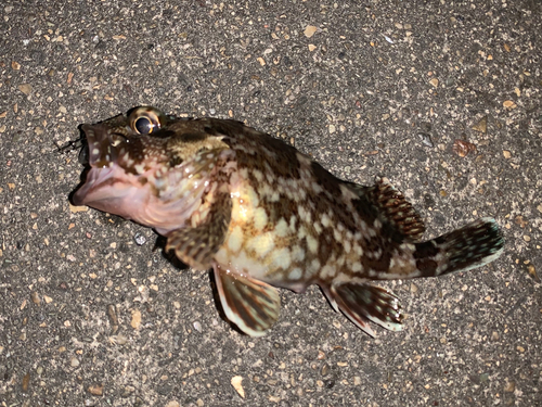 カサゴの釣果