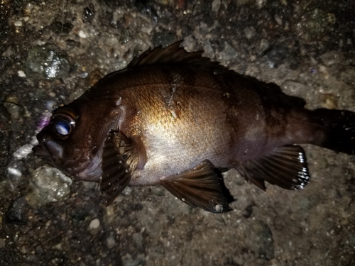 シロメバルの釣果