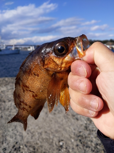 アカメバルの釣果