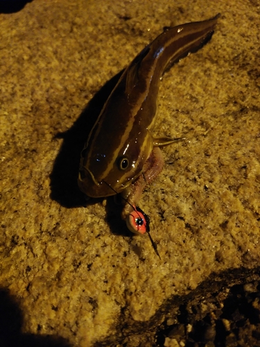 ゴンズイの釣果