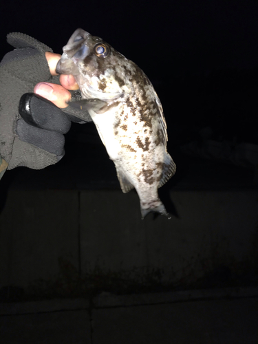 クロソイの釣果