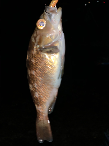 ガヤの釣果